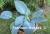 Blaue Venus